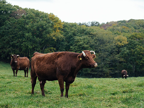 山形村短角牛（放牧地）